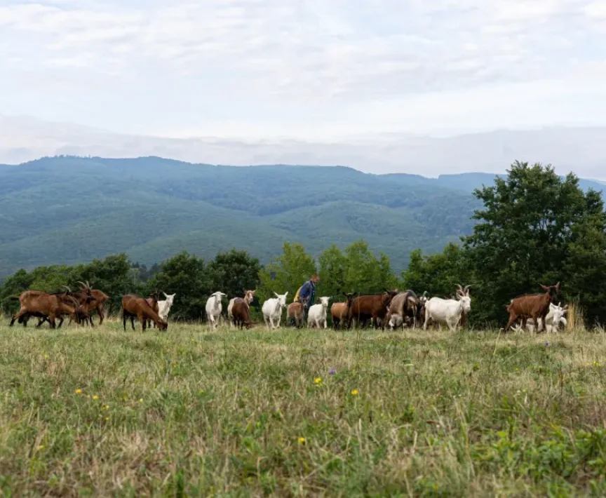 Szociális Farm - Baráthegyi Majorság